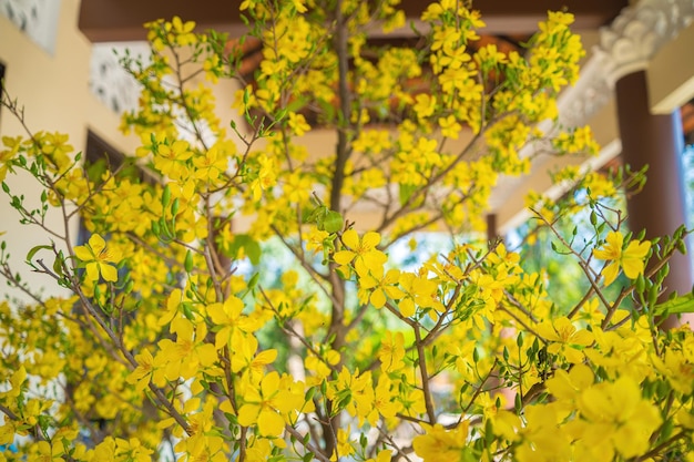 Ochna integerrima Drzewo Hoa Mai ze szczęśliwymi pieniędzmi Tradycyjna kultura na wakacjach Tet w Wietnamie Ochna integerrima jest symbolem wietnamskiego tradycyjnego księżycowego nowego roku wraz z kwiatem brzoskwini