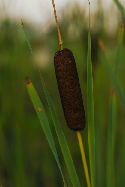 Oczeret pałki i trzciny w stawie w zielonym pięknym parku Typha latifolia