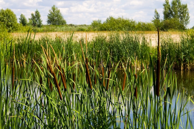 Oczeret zwyczajny (Typha latifolia) lub ożypałka szerokolistna