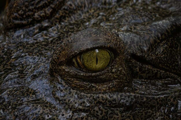 Oczy aligatora sfotografowane z bliska