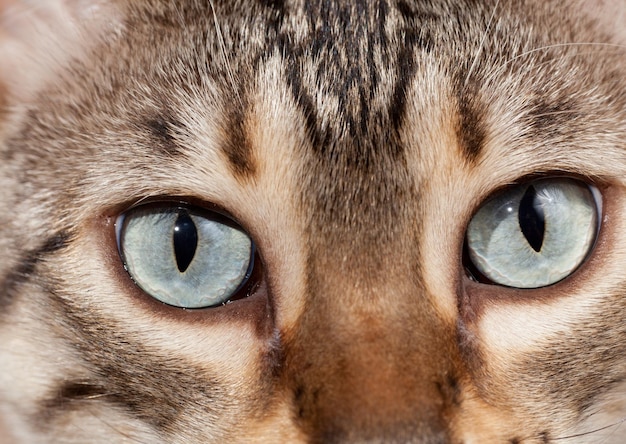 Oczy bengalskiego kociaka w makro z bliska