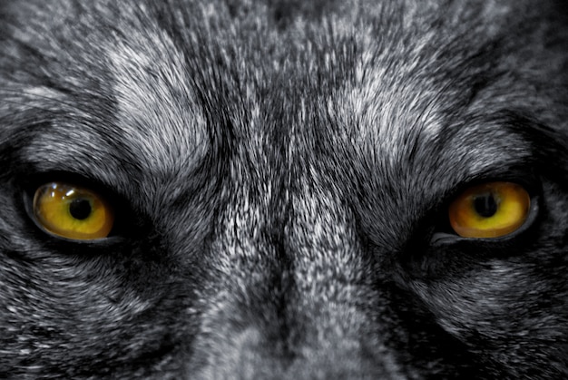 Zdjęcie oczy wilka