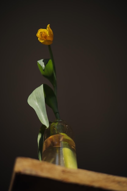 Od dołu kwiat tulipana z żółtymi płatkami umieszczonymi w szklanym wazonie na drewnianym stole oświetlonym światłem słonecznym