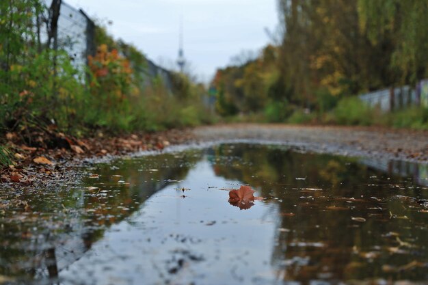 Zdjęcie odbicie drzew na jeziorze jesienią