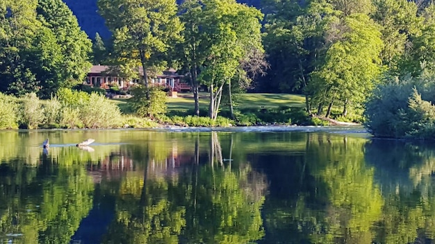 Zdjęcie odbicie drzew w jeziorze