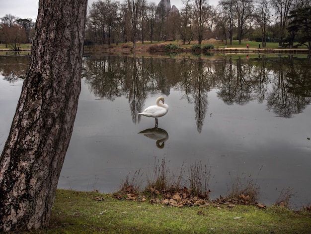 Zdjęcie odbicie łabędzia na jeziorze przez drzewa