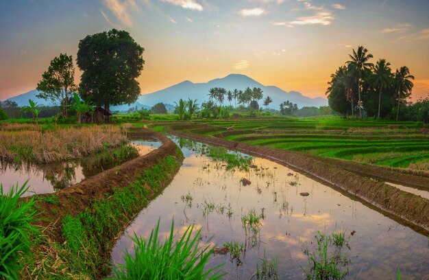 Odbicie porannego krajobrazu na niebieskich polach ryżowych i górach w Indonezji.