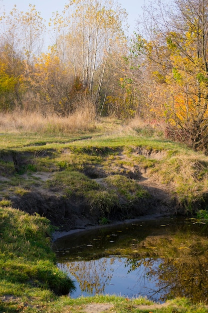 Zdjęcie odbicie w wodzie drzew topoli o wiosennych liściach