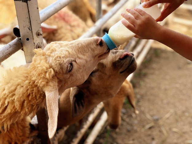 Odcięte ręce dziecka karmiącego owce mlekiem na farmie