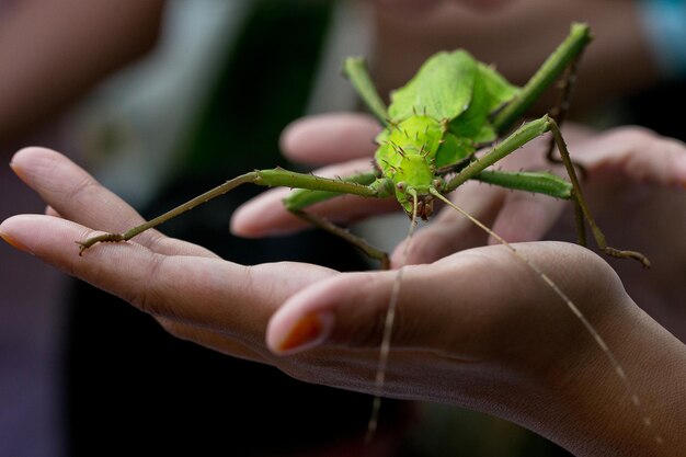 Zdjęcie odcięte ręce ludzi trzymających heteropteryx dilatata