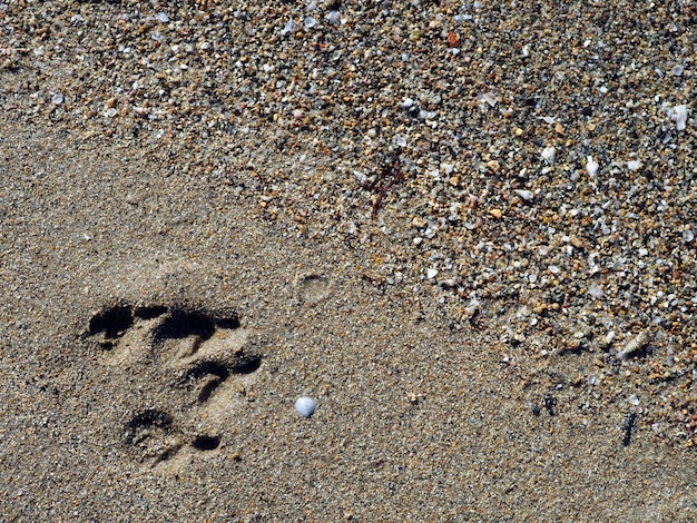 Odcisk psiej łapy w mokrym piasku