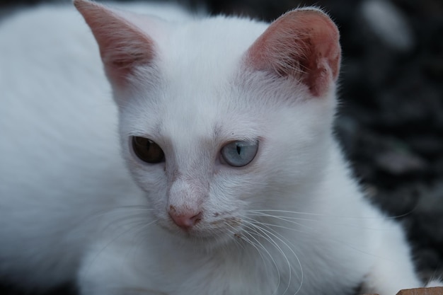 Oddeyed cat to kot z jednym niebieskim okiem i jednym okiem zielonożółtym lub brązowym kotem