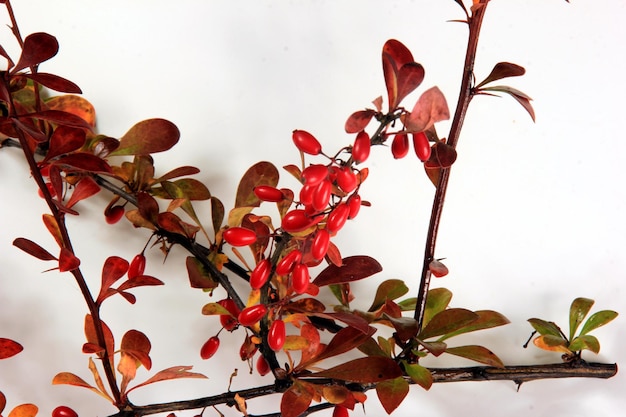 Oddział berberysu pospolitego (Berberis vulgaris) z czerwonymi dojrzałymi jagodami na białym tle