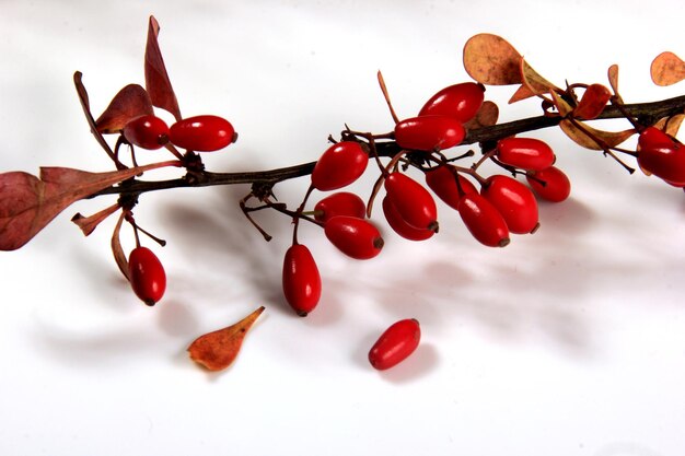 Oddział berberysu pospolitego (Berberis vulgaris) z czerwonymi dojrzałymi jagodami na białym tle