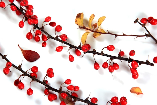 Oddział berberysu pospolitego (Berberis vulgaris) z czerwonymi dojrzałymi jagodami na białym tle