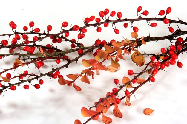 Oddział berberysu pospolitego (Berberis vulgaris) z czerwonymi dojrzałymi jagodami na białym tle