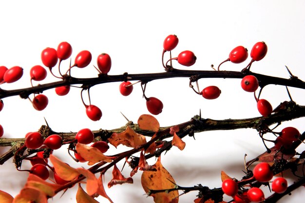 Oddział berberysu pospolitego (Berberis vulgaris) z czerwonymi dojrzałymi jagodami na białym tle