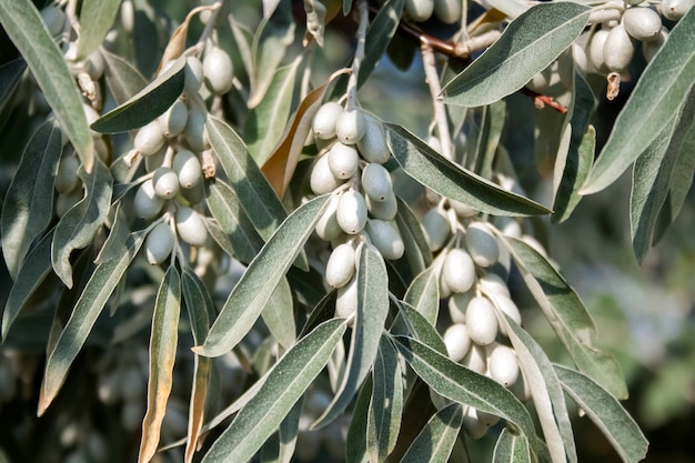 Oddział Elaeagnus angustifolia