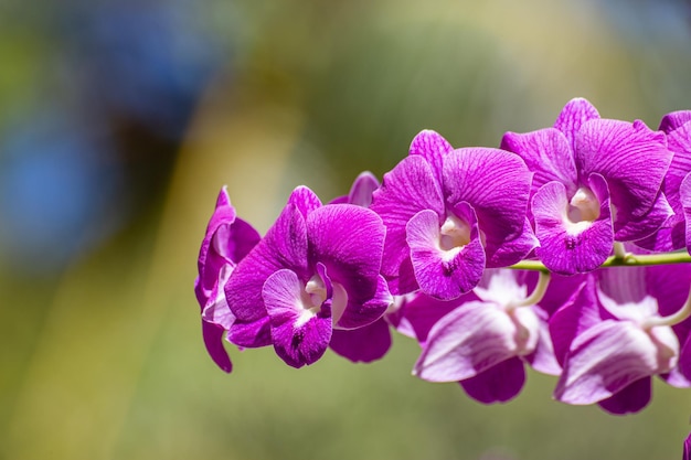 Oddział pięknej różowej orchidei Phalaenopsis na niewyraźne tło liści tropikalnych, natura zbliżenie