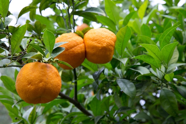 Oddział pomarańczowy drzewo owoce zielone liście