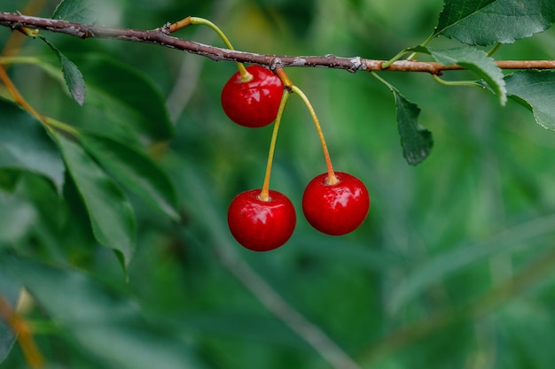 Oddział Z Czerwonymi Jagodami Wiśni W Ogrodzie Gren