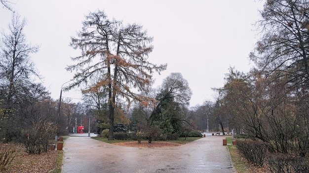 odgałęzienie chodnika wykonanego z płytek jesienią w deszczowej pogodzie