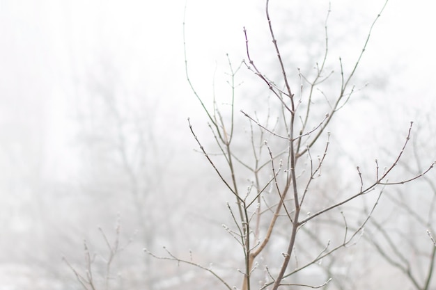 Zdjęcie odgałęzienie drzewa z lodem przed mgłą natura zimowy tło czas bożego narodzenia hygge