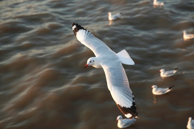 Odgórnego Widoku Latający Seagulls W Oceanie