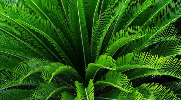Odgórnego widoku palma opuszcza tropikalnego background.close up