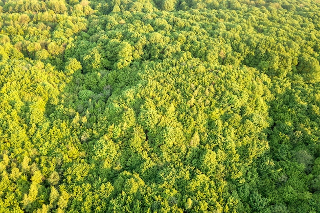 Odgórny widok zielony las na pogodnej wiośnie lub letnim dniu. Fotografia dronów, streszczenie