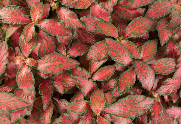 Odgórny zbliżenie widok czerwieni i zieleni liście jako tło
