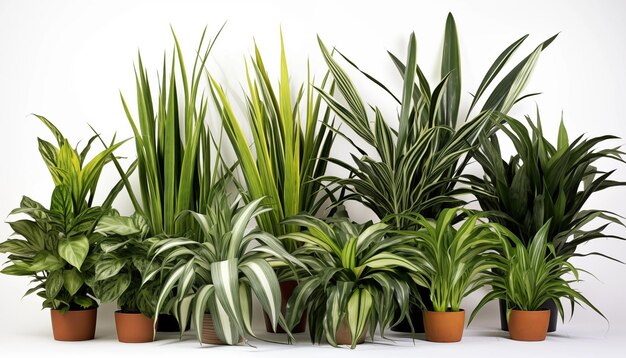 Odizolowane białe tło Dracaena