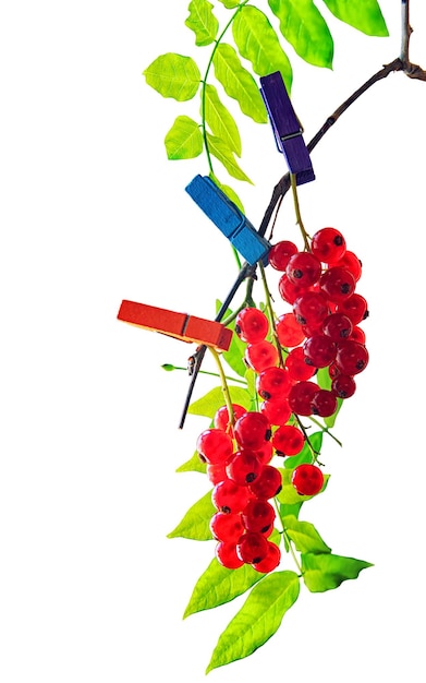 Zdjęcie odizolowane gromady czerwonych porzeczek przymocowane kolorowymi szpilkami do łodygi wisterii