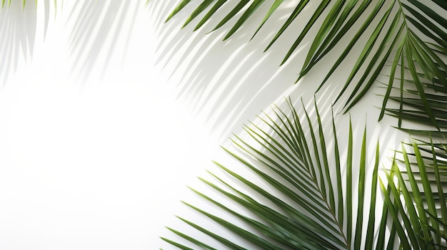 Zdjęcie odizolowane liście palmowe tropikalne dekorują na białym tle