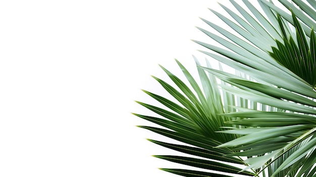 odizolowane liście palmy kokosowej na białym tle