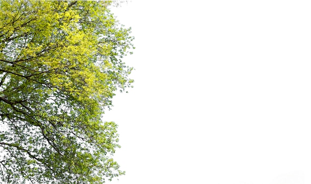 Zdjęcie odizolowywający gałąź drzewo dla ekologii dekoraci