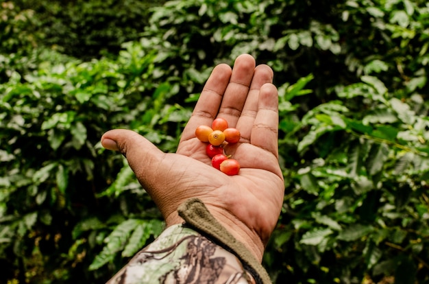Odkrywanie farmy kawy w Gwatemali