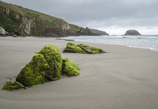 odległa plaża z omszałymi skałami na pierwszym planie podczas pochmurnego dnia plaża allans dunedin nowa zelandia