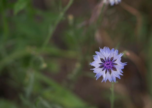 Odmiana kwiatu bławatka Centaurea cyanus