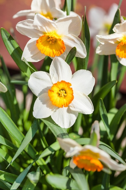 Odmiana Narcissus Tazetta kwitnie na klombie