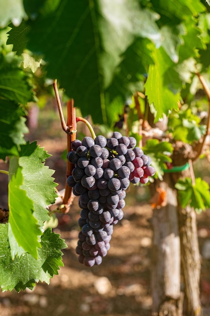 Odmiana winogron niebieskich do produkcji wina na krzakach południowe Włochy winnice w górach Rolnictwo rzemiosło produkcja gospodarstwo rodzinne