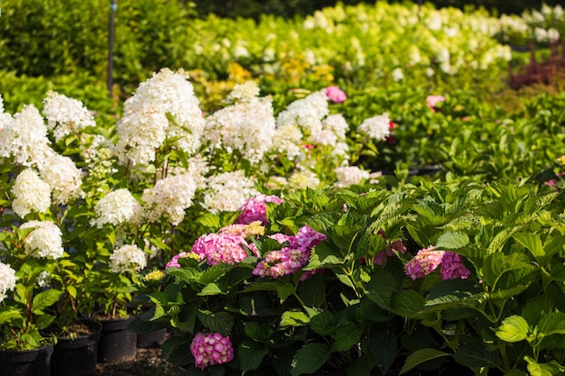 Odmiany hortensji latem w kwiaciarni na świeżym powietrzu