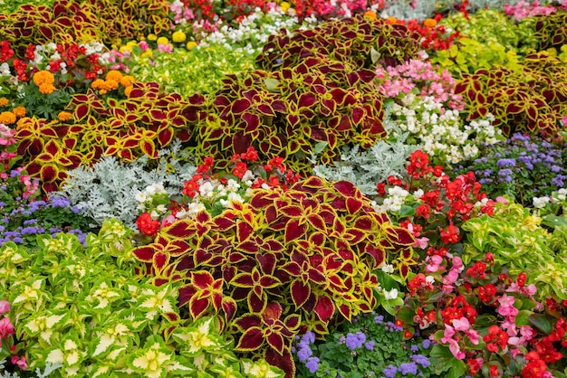 Odmiany kolorowych kwiatów na ukwieconym łóżku z bliska