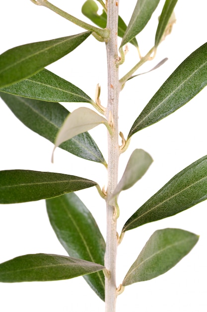 Odosobniona drzewo oliwne gałąź