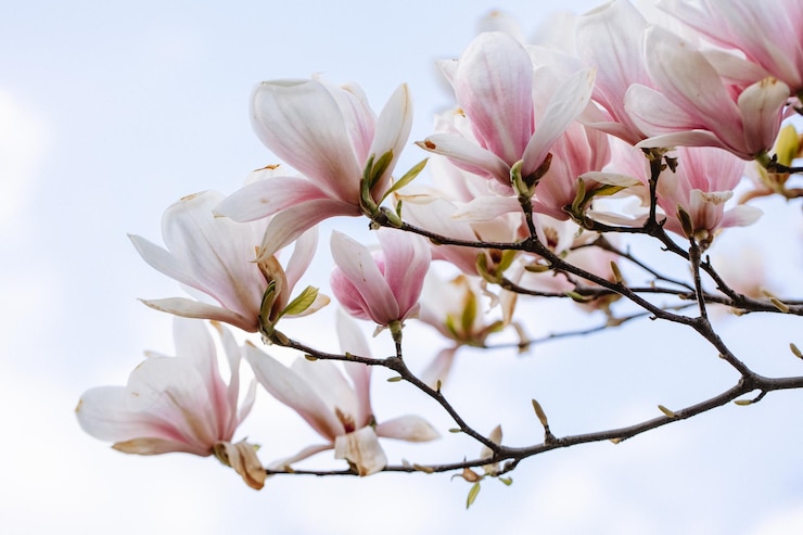 Zdjęcie odosobniona gałąź kwitnącej magnolii na błękitnym niebie wysokiej jakości zdjęcie