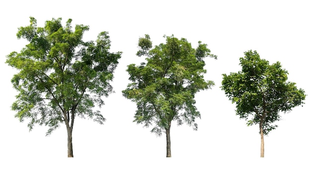 Odosobniona kolekcja wysokiej jakości drzewa na białym tle