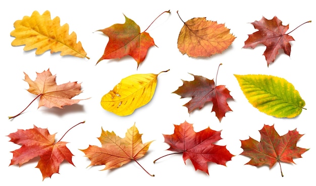 Odosobnione jesienne liście Kolekcja wielobarwny opadłych liści jesienią na białym tle Koncepcja sezonu jesiennego
