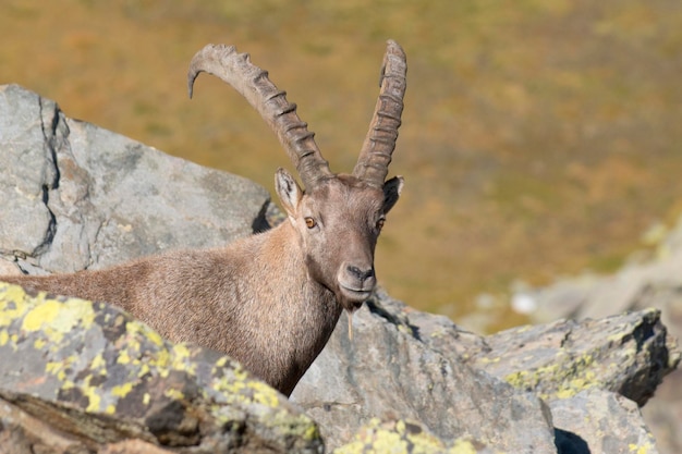 Odosobniony koziorożec jeleń długi róg owca z bliska portret na tle brązowym i skały we włoskich Dolomitach