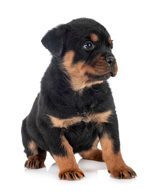 Odosobniony szczeniaka rottweiler