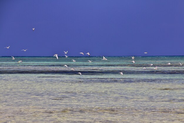 Zdjęcie odpływ na zanzibarze, ocean indyjski